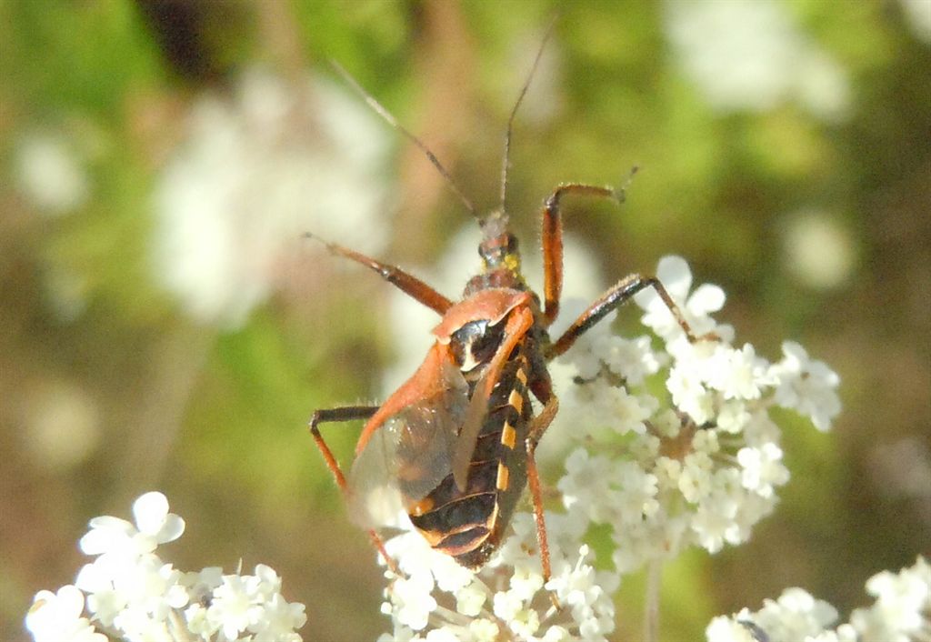 Reduviidae: Rhynocoris erythropus della Campania (CE)